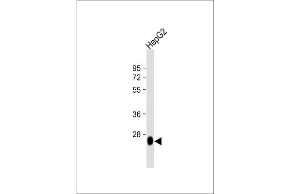 DHRS2 anticorps  (C-Term)