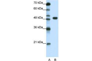 Western Blotting (WB) image for anti-Transcription Factor AP-2 alpha (Activating Enhancer Binding Protein 2 Alpha) (TFAP2A) antibody (ABIN2463839) (TFAP2A anticorps)