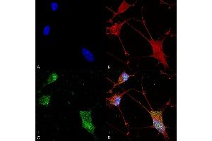 Immunocytochemistry/Immunofluorescence analysis using Mouse Anti-Neuroligin 1 Monoclonal Antibody, Clone S97A-31 (ABIN1741307). (Neuroligin 1 anticorps  (AA 718-843) (Atto 488))