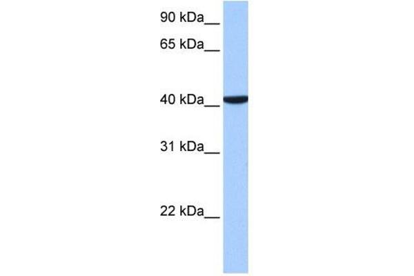 CC2D1B anticorps  (C-Term)