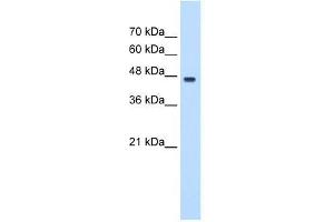 PA2G4 antibody used at 0. (PA2G4 anticorps  (C-Term))