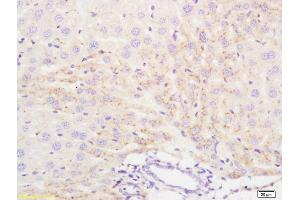 Formalin-fixed and paraffin embedded mouse liver tissue labeled with Anti IFN-Alpha 2b/Interferon alpha 2/INFA2 Polyclonal Antibody, Unconjugated (ABIN669801) at 1:200 followed by conjugation to the secondary antibody and DAB staining (IFNA2 anticorps)