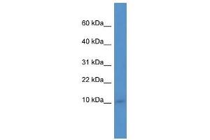 Ier3ip1 antibody used at 0. (IER3IP1 anticorps  (N-Term))