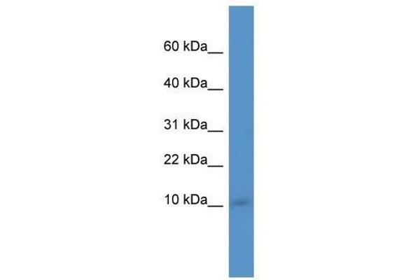 IER3IP1 anticorps  (N-Term)