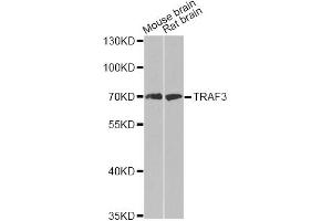 Western blot analysis of extracts of various cell lines, using TRAF3 antibody (ABIN5970321) at 1/500 dilution. (TRAF3 anticorps)