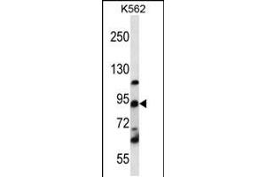 Western blot analysis in K562 cell line lysates (35ug/lane). (UBTF anticorps  (C-Term))