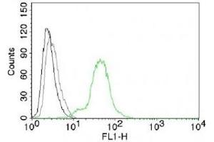 FACS testing of BT474 cells:  Black=cells alone (ESR2 anticorps  (C-Term))