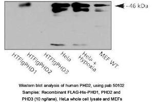 Image no. 1 for anti-Egl-9 Family Hypoxia Inducible Factor 1 (EGLN1) (AA 1-50) antibody (ABIN363411) (EGLN1 anticorps  (AA 1-50))