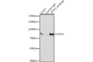 Immunoprecipitation analysis of 600 μg extracts of HeLa cells using 3 μg ST antibody (ABIN7270303). (STAT1 anticorps)