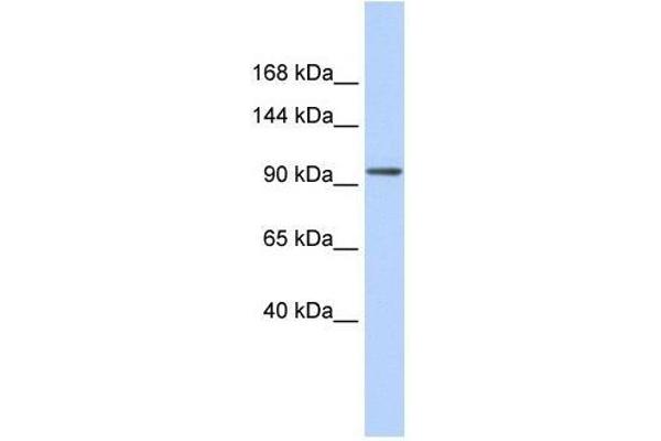 ZNF560 anticorps  (Middle Region)