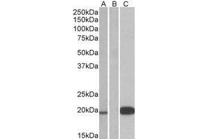 Western Blotting (WB) image for anti-Urocortin 3 (UCN3) (Internal Region) antibody (ABIN2466572) (UCN3 anticorps  (Internal Region))