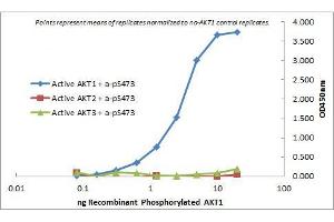 ELISA of Mouse Monoclonal anti-AKT1 antibody. (AKT1 anticorps  (Internal Region) (Biotin))