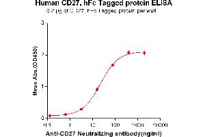 ELISA plate pre-coated by 2 μg/mL (100 μL/well) Human CD27, hFc tagged protein (ABIN6961160, ABIN7042349 and ABIN7042350) can bind Anti-CD27 Neutralizing antibody ABIN6964431 and ABIN7272567 in a linear range of 3. (CD27 Protein (AA 20-191) (Fc Tag))