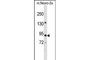 PWP2 Antibody (Center) (ABIN1538500 and ABIN2849062) western blot analysis in mouse Neuro-2a cell line lysates (35 μg/lane). (PWP2 anticorps  (AA 567-596))
