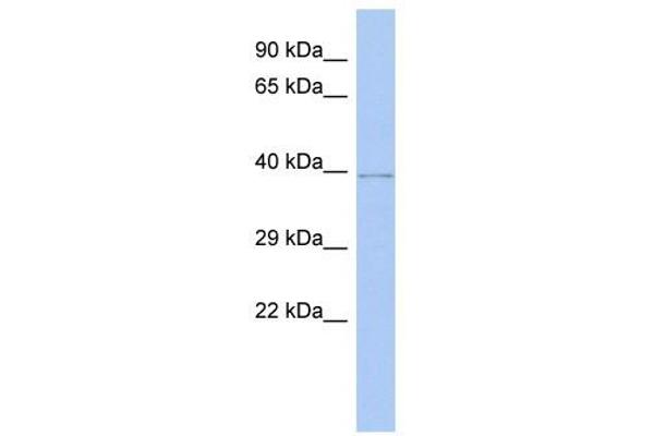 WDR53 anticorps  (Middle Region)