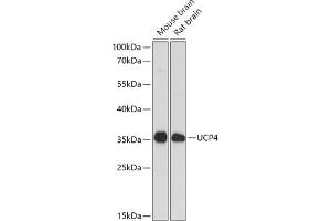 Western blot analysis of extracts of various cell lines, using SLC25 antibody (ABIN6132767, ABIN6147925, ABIN6147927 and ABIN6217968) at 1:1000 dilution. (SLC25A27 anticorps  (AA 1-245))
