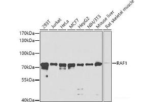 Western blot analysis of extracts of various cell lines using RAF1 Polyclonal Antibody at dilution of 1:1000. (RAF1 anticorps)