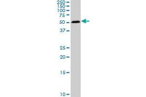 Western Blotting (WB) image for anti-SMAD, Mothers Against DPP Homolog 1 (SMAD1) (AA 1-465) antibody (ABIN517610)