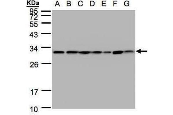 14-3-3 theta anticorps  (Center)