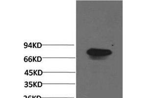 Western Blot analysis of Human serum using Transferrin Monoclonal Antibody at dilution of 1:2000. (Transferrin anticorps)