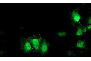 Anti-GDAP1L1 mouse monoclonal antibody (ABIN2454764) immunofluorescent staining of COS7 cells transiently transfected by pCMV6-ENTRY GDAP1L1 (RC200976). (GDAP1L1 anticorps)