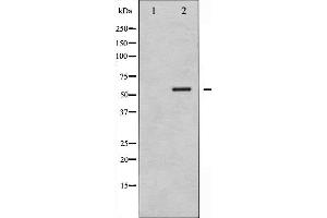 Western blot analysis of G3BP-1 phosphorylation expression in 293 whole cell lysates,The lane on the left is treated with the antigen-specific peptide. (G3BP1 anticorps  (pSer232))