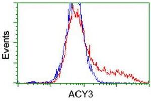 Flow Cytometry (FACS) image for anti-Aminoacylase 3 (ACY3) antibody (ABIN1496466) (Aminoacylase 3 anticorps)