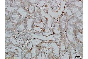 Immunohistochemistry (IHC) image for anti-Selectin L (SELL) (AA 301-372) antibody (ABIN736716)