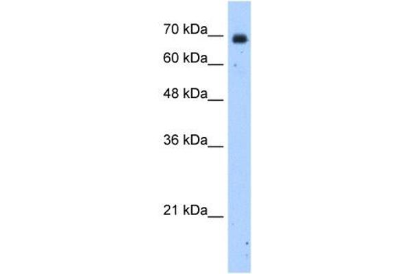 ZNF823 anticorps  (N-Term)