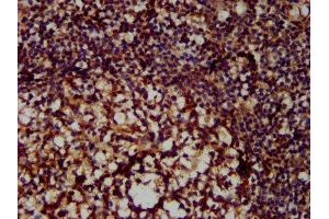 IHC image of ABIN7156645 diluted at 1:300 and staining in paraffin-embedded human tonsil tissue performed on a Leica BondTM system. (MX2 anticorps  (AA 548-688))