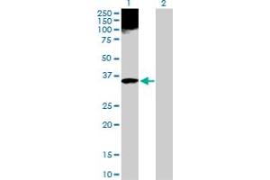 Western Blot analysis of APOF expression in transfected 293T cell line by APOF MaxPab polyclonal antibody. (Apolipoprotein F anticorps  (AA 1-326))