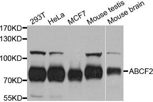 Western blot analysis of extracts of various cell lines, using ABCF2 antibody. (ABCF2 anticorps)