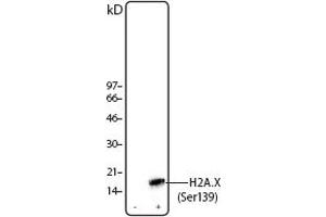 Image no. 1 for anti-H2A Histone Family, Member X (H2AFX) (pSer139) antibody (ABIN294560) (H2AFX anticorps  (pSer139))