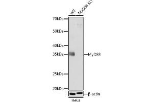 Western blot analysis of extracts from wild type (WT) and MyD88 knockout (KO) HeLa cells, using MyD88 antibody (ABIN7268723) at 1:1000 dilution. (MYD88 anticorps)