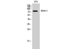 Western Blotting (WB) image for anti-Interleukin-1 Receptor-Associated Kinase 1 (IRAK1) (Ser6) antibody (ABIN3175695) (IRAK1 anticorps  (Ser6))