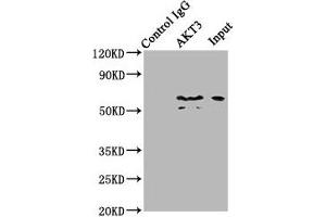 Immunoprecipitating AKT3 in mouse brain whole cell lysate Lane 1: Rabbit control IgG (1 μg) instead of ABIN7167032 in mouse brain whole cell lysate. (AKT3 anticorps  (AA 1-164))