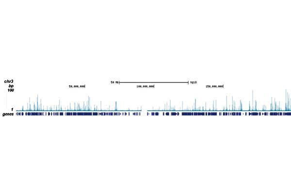 RUNX1T1 anticorps  (Internal Region, N-Term)