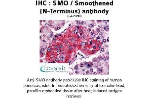 Image no. 1 for anti-Smoothened Homolog (Drosophila) (SMO) (Extracellular Domain), (N-Term) antibody (ABIN1739462) (SMO anticorps  (Extracellular Domain, N-Term))