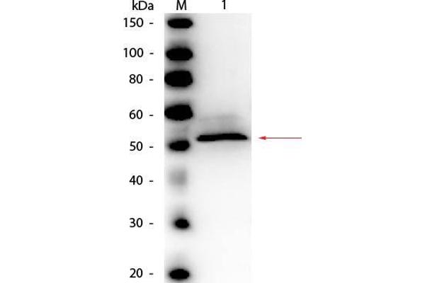 Hexokinase anticorps  (HRP)