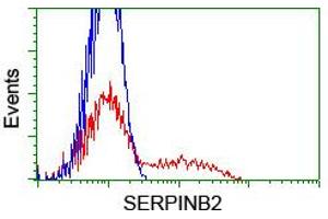 HEK293T cells transfected with either RC203139 overexpress plasmid (Red) or empty vector control plasmid (Blue) were immunostained by anti-SERPINB2 antibody (ABIN2455295), and then analyzed by flow cytometry. (SERPINB2 anticorps)