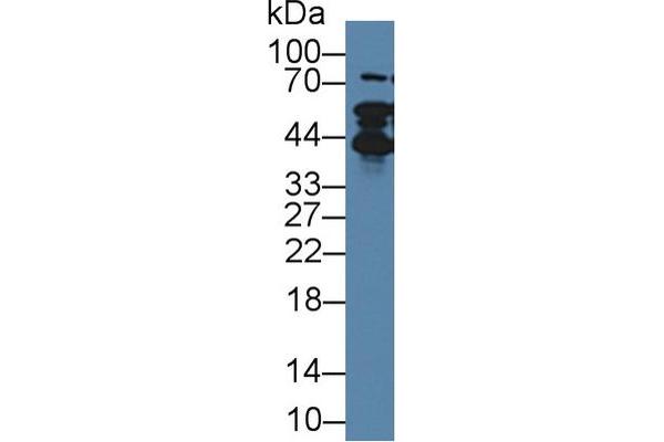 Thymopoietin anticorps  (AA 1-243)