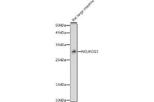 Western blot analysis of extracts of Rat large intestine, using NEUROG3 antibody (ABIN7268870) at 1:1000 dilution. (Neurogenin 3 anticorps  (AA 1-83))
