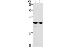 Gel: 10 % SDS-PAGE, Lysate: 40 μg, Lane 1-2: Hela cells, A549 cells, Primary antibody: ABIN7128194(ACTL8 Antibody) at dilution 1/350, Secondary antibody: Goat anti rabbit IgG at 1/8000 dilution, Exposure time: 5 seconds (Actin-Like 8 anticorps)