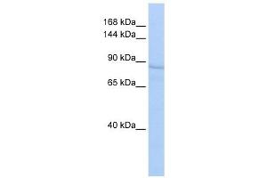 RRBP1 antibody used at 1 ug/ml to detect target protein. (RRBP1 anticorps)