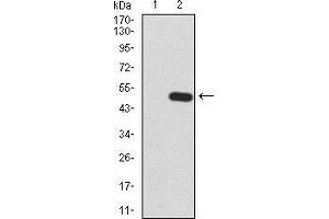 Western blot analysis using TTR mAb against HEK293 (1) and TTR (AA: 1-147)-hIgGFc transfected HEK293 (2) cell lysate. (TTR anticorps  (AA 1-147))