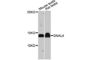 Western blot analysis of extracts of various cell lines, using DNAL4 antibody. (DNAL4 anticorps  (AA 1-105))