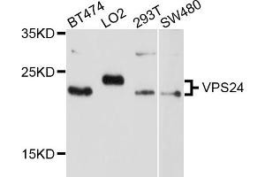 Western blot analysis of extracts of various cell lines, using VPS24 antibody (ABIN5999180) at 1/1000 dilution. (CHMP3 anticorps)