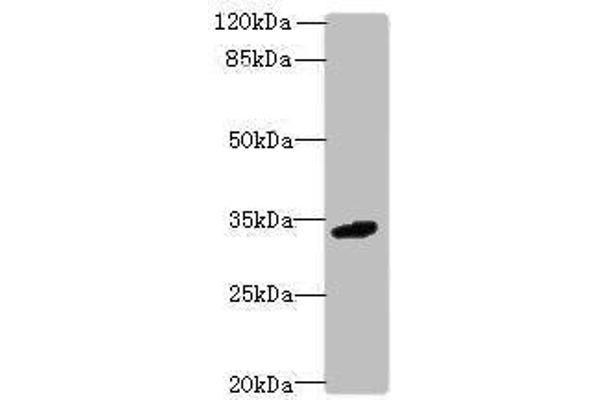 VISTA anticorps  (AA 37-194)