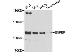 Western blot analysis of extracts of various cell lines, using ENPEP antibody (ABIN5997676) at 1:3000 dilution. (ENPEP anticorps)