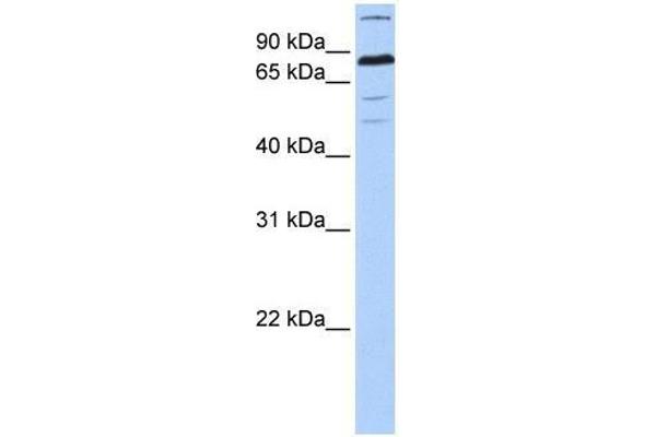 ZNF700 anticorps  (C-Term)